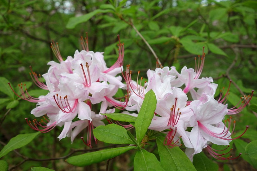 pinxterbloom_azalea